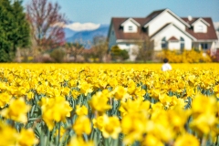 Field of Daffodils, Arlington Washington